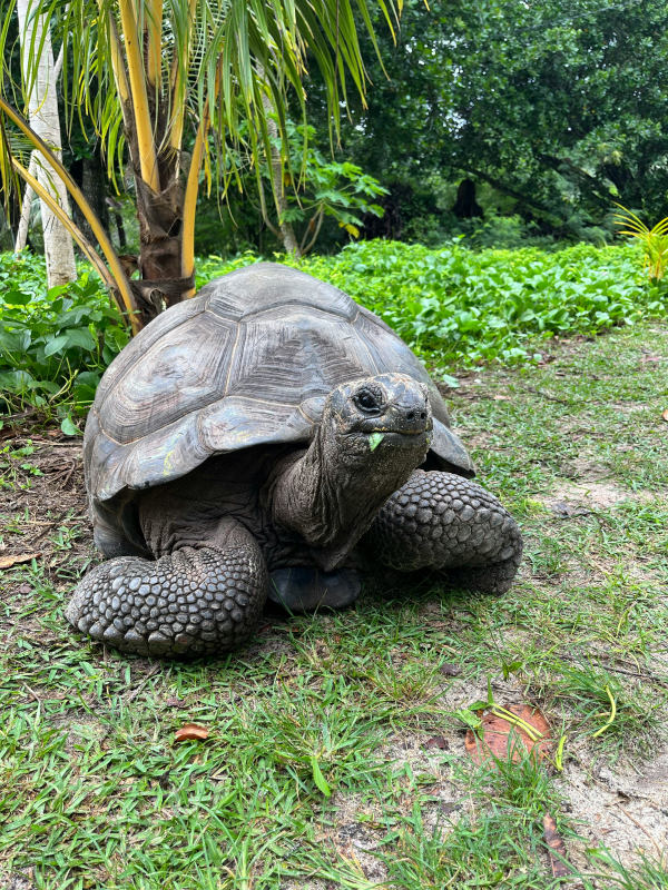 aldabra-giant-tortoise