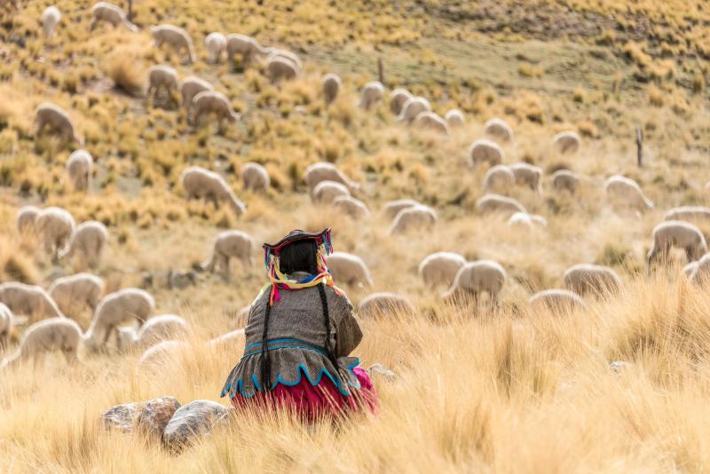 Andean woman caring for her alpaca cattle in Andean pastures