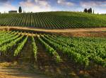 Beautiful landscape of Vineyards in Tuscany. Chianti region in summer season, Italy, Europe
