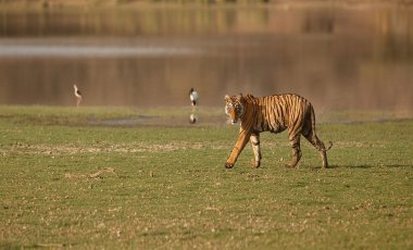 Central & West India