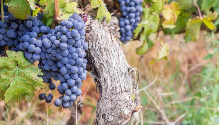 Search for Your Perfect Luxury Vacations