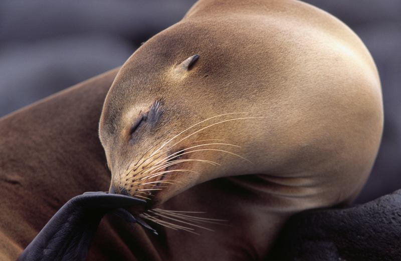 Californian-sea-lion-Galapagos-Ecuador