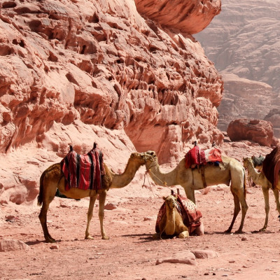 Camels in the desert - Wadi Rum - Jordan vacation packages