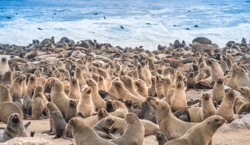 Cape-Cross-Seal-Reserve-in-the-South-Atlantic-in-the-Skeleton-Coast-Namib-desert-western-Namibia