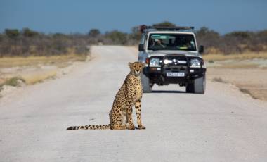 Etosha national park namibia, best road trips