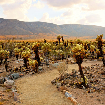 Cholla cactus garden at sunset at Joshua Tree National Park, California, USA