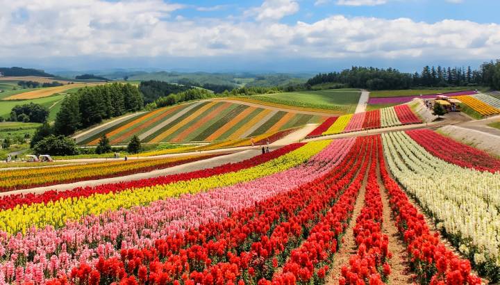 Colorful flower field in sunny day, Biei, Hokkaido