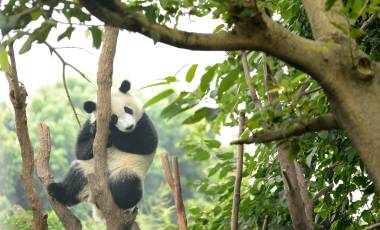 Cub of Giant panda bear sleeping on tree Chengdu, China
