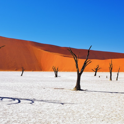 Dead Camelthorn Trees against red dunes and blue sky in Deadvlei, Sossusvlei. Namib-Naukluft National Park, Namibia, Africa