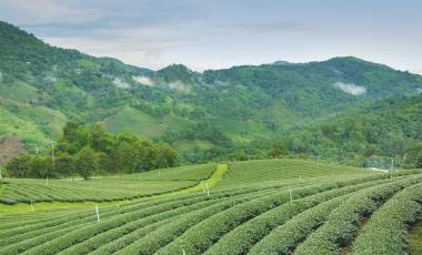 See verdant tea plantations on your East India tour