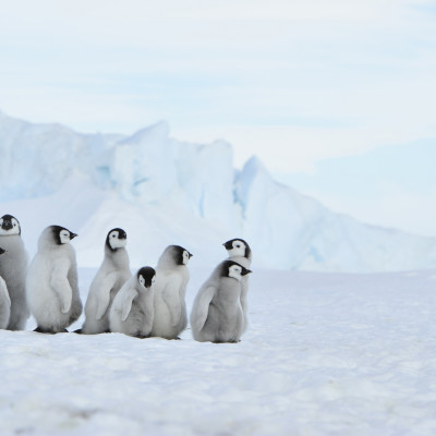 Emperor Penguin colony at Snow Hill in Antarctica
