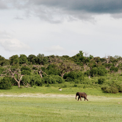 African Elephants Migration Walking Journey Chobe National Park Botswana Southern Africa