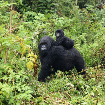 Baby Mountain gorilla sitting on his mother in the Virunga National Park, Democratic Republic Of Congo
