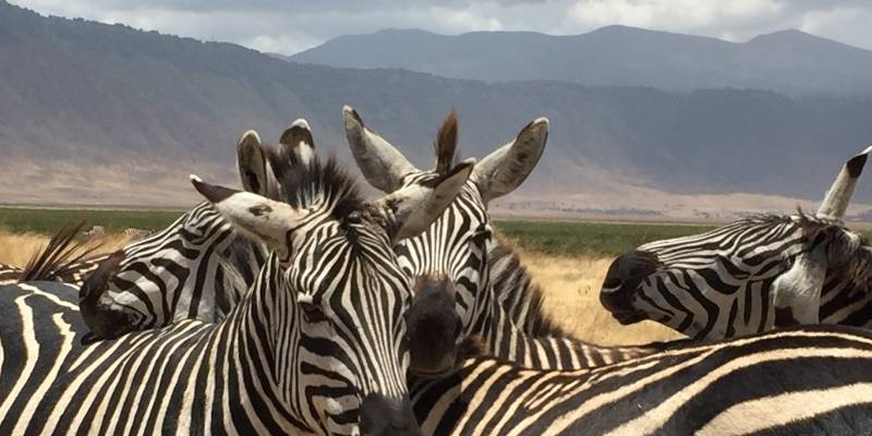 Enchanting Travels Africa Tours Guest Images Tamra Benjamin (6) - Africa Holiday