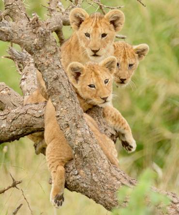 Enchanting Travels Africa Tours - Lion King Safari - a group of lion cubs hanging out in a tree