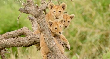 Enchanting Travels Africa Tours - Lion King Safari - a group of lion cubs hanging out in a tree