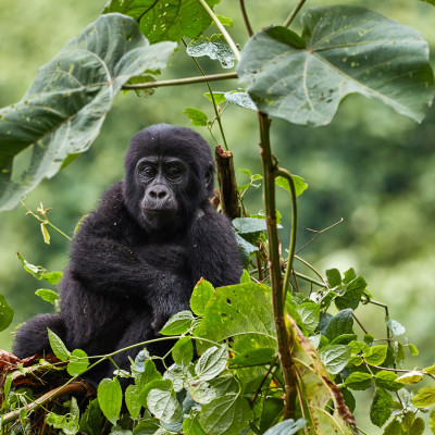 Gorilla young in Bwindi National Park, Uganda, Africa