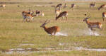 Kafue Flats lechwe (Kobus leche kafuensis) running in the water on the plains