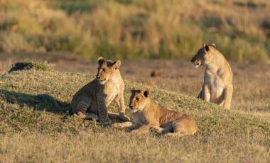 portrait of a female african lion walking through the gras while the sun is rising in botswana, Africa - Zambia travel guide