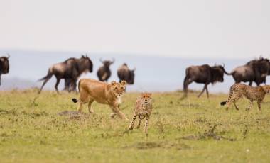 A female lion chases a cheetah with wildebeest in the background in a savannah in Masai Mara Game Reserve, Kenya