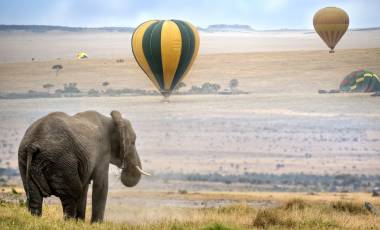 Enchanting Travels African elephant , foggy morning, hot air balloons landing on background, Masai Mara National Reserve