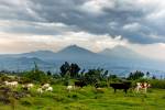 Enchanting Travels African safari parks to see - Herd of cows,Volcanoes National park, majestic landscape, mountains, dramatic clouds. Rwanda