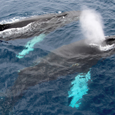Humpback whales, Antarctica