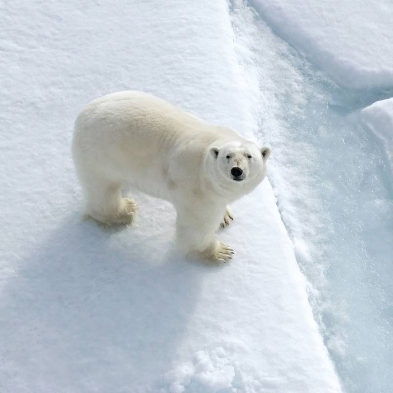 Enchanting Travels Arctic Tours - Polar Bear