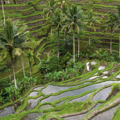 rice terraces of bali, Indonesia, Asia