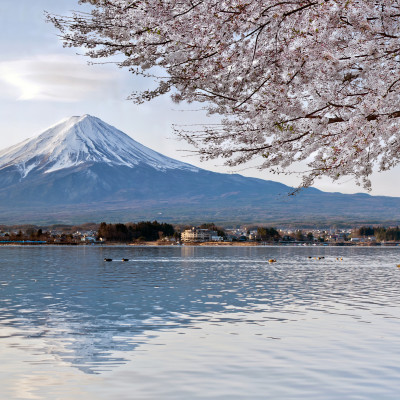 Cherry Blossom with Mt Fuji while on a Japan Private Tours