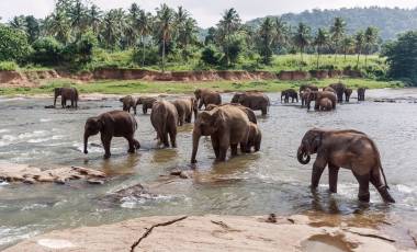 elephants in pinnawela sri lanka, Asia