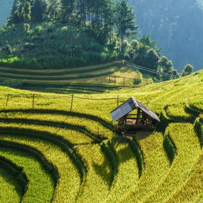Terraced rice field in harvest season in Mu Cang Chai, Vietnam, Asia