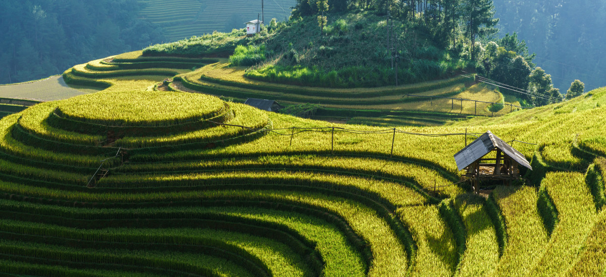 Terraced rice field in harvest season in Mu Cang Chai, Vietnam, Asia