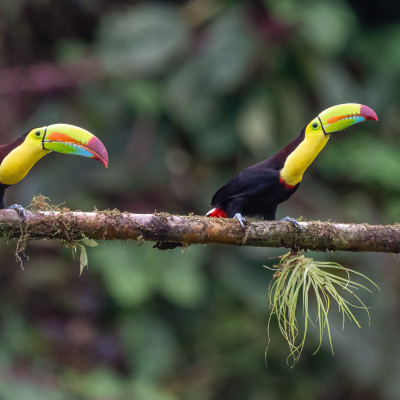 Keel-billed Toucan - Ramphastos sulfuratus, large colorful toucan from Costa Rica forest with very colored beak