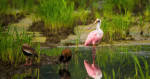 Pink spatula and ducks. Costa Rica, natural paradise