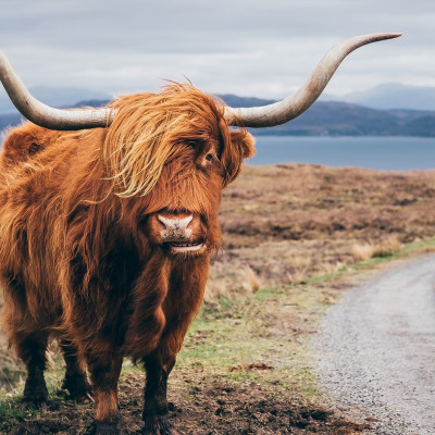 Enchanting Travels-Europe Tours- Hairy Scottish Yak on the road, Isle of Skye