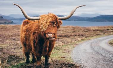 Enchanting Travels-Europe Tours- Hairy Scottish Yak on the road, Isle of Skye