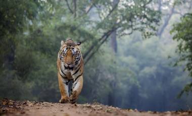 Tiger reserve of Central India
