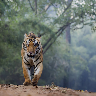 Tiger reserve of Central India