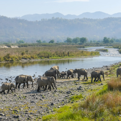 Herds of Elephant, Corbett National Park, India