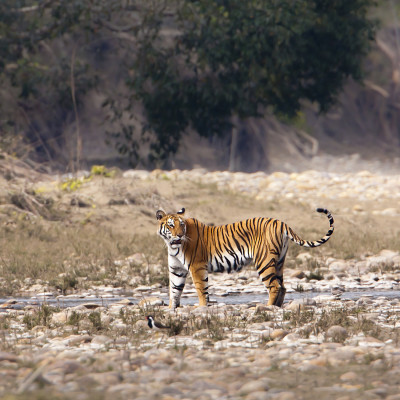Wild Tiger, Ranthambore, India