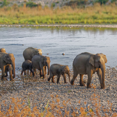 Corbett National Park, India