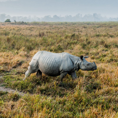 Indian rhinoceros in Kaziranga National Park, India