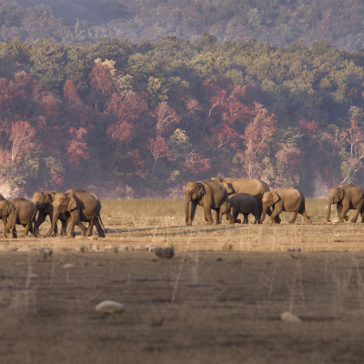 Indian Elephant herd walking the plains in Corbett National Park
