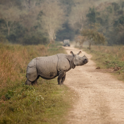 Indian Rhinoceros Male in Kaziranga National Park in India