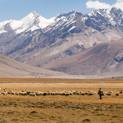 A Nomad with his sheep herd in Zanskar Valley, India