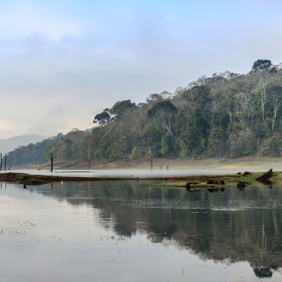Morning landscape in National Park Periyar Wildlife Sancturary, Kumily, Kerala, India