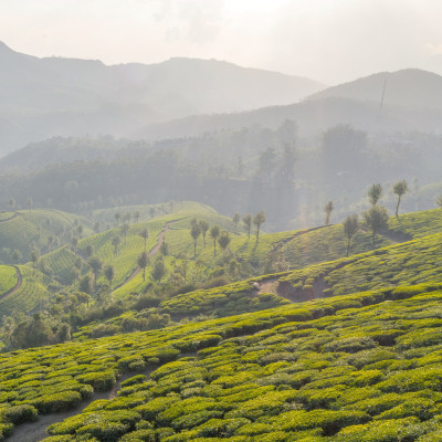 Tea plantation in Munnar, Kerala, India