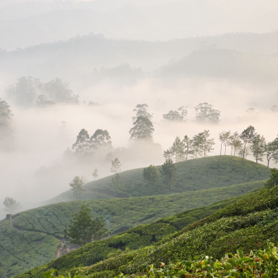 Best view of Munnar, Kerala, India