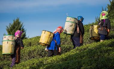 Enchanting Travels India Tours Farmers harvest Oolong tea leaves in a tea plantation on the morning time